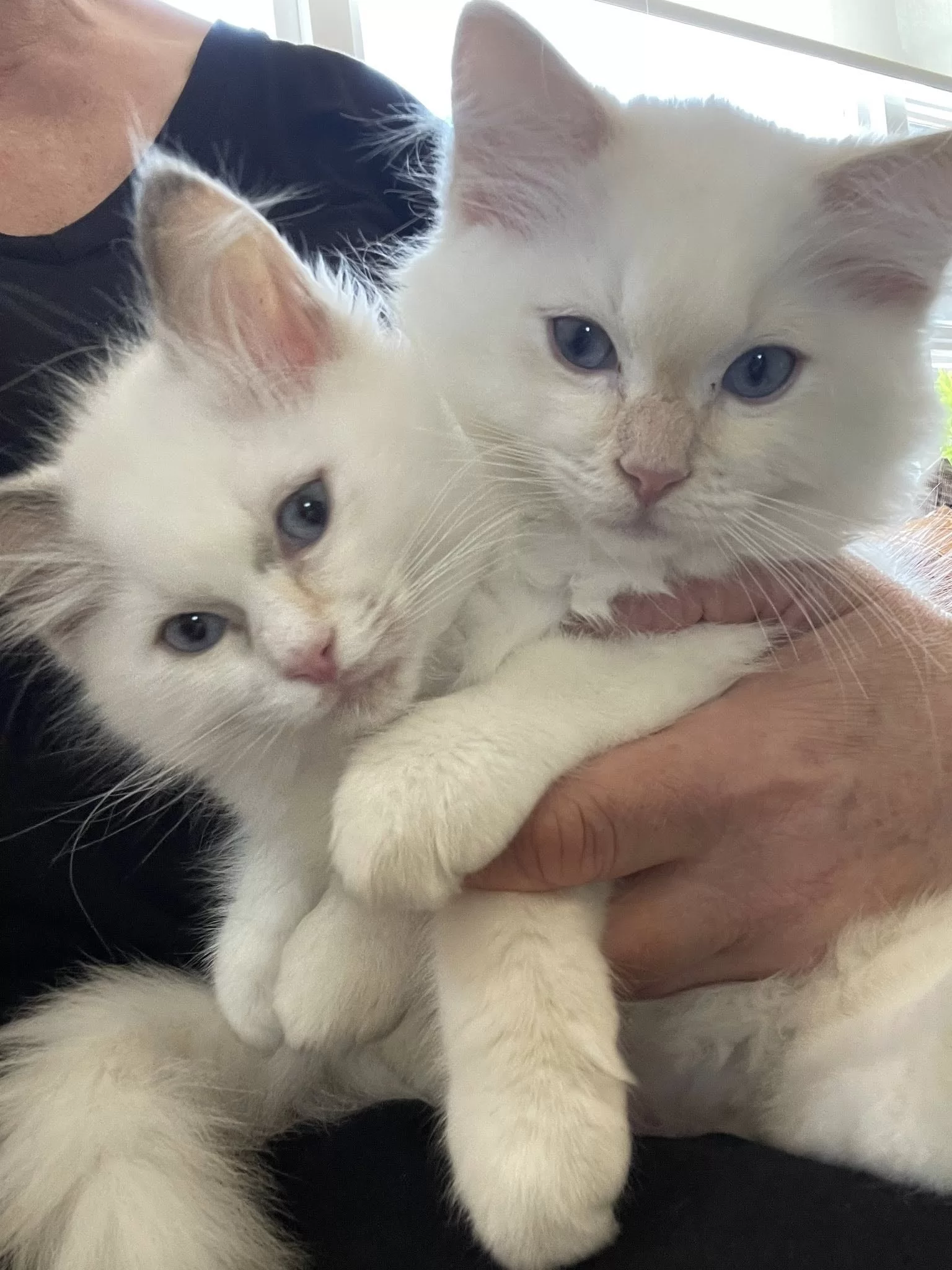 Ragroyalty Foxy Lady & Ragroyalty Desert Heat